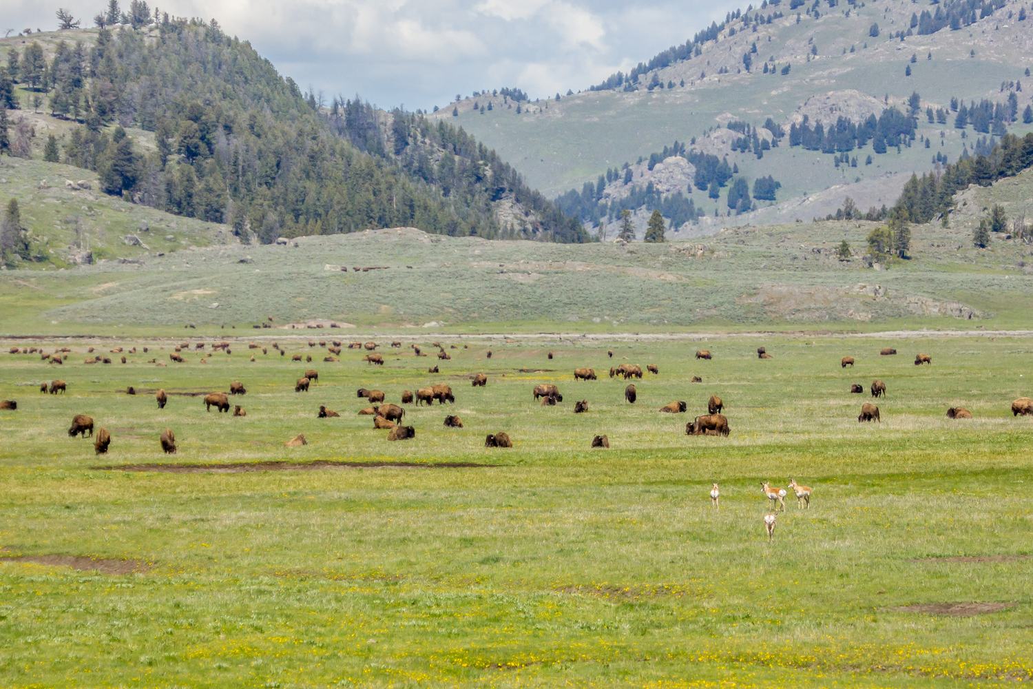 Bison and pronghorn grazing together on the floor of the Lamar Valley.