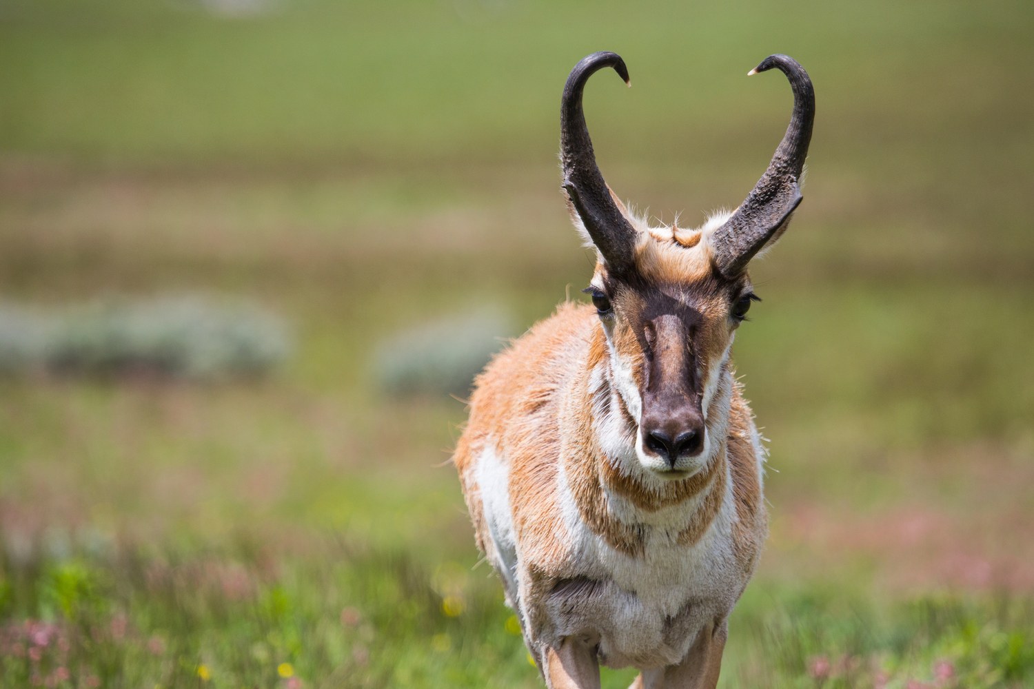 A pronghorn standing on the open plateau with grass to the horizon.